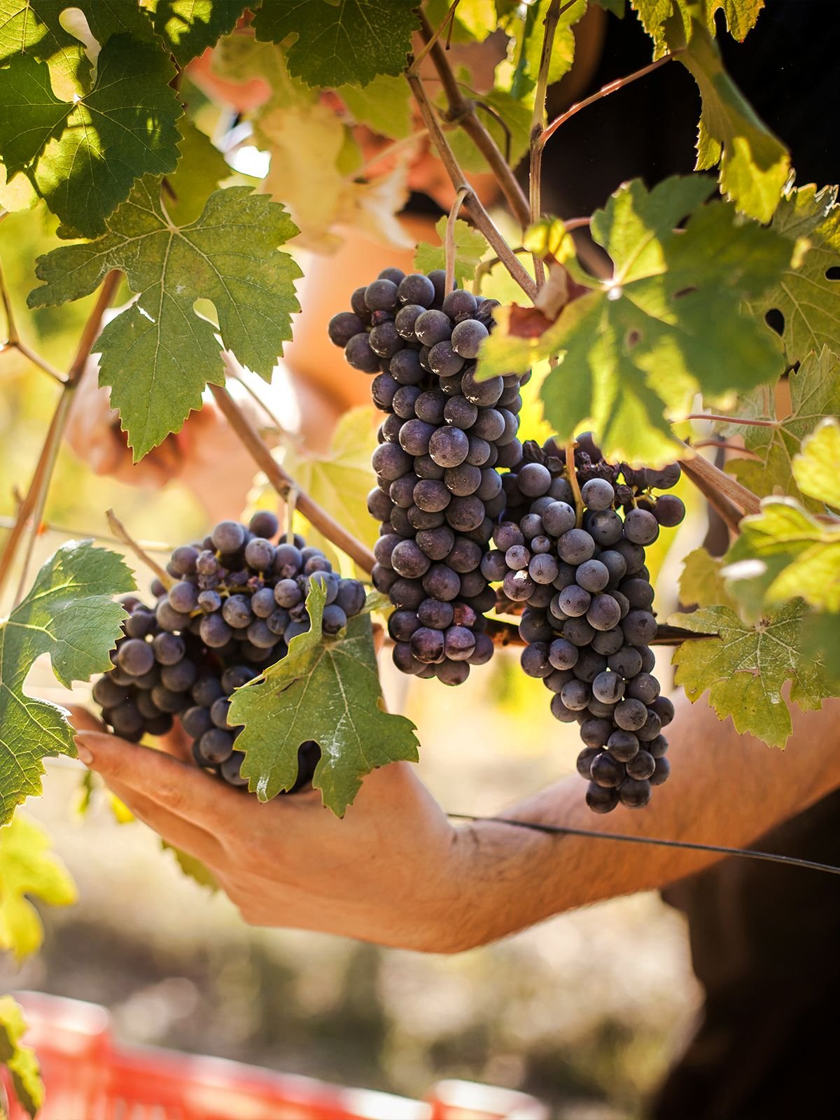 Working and respecting the land