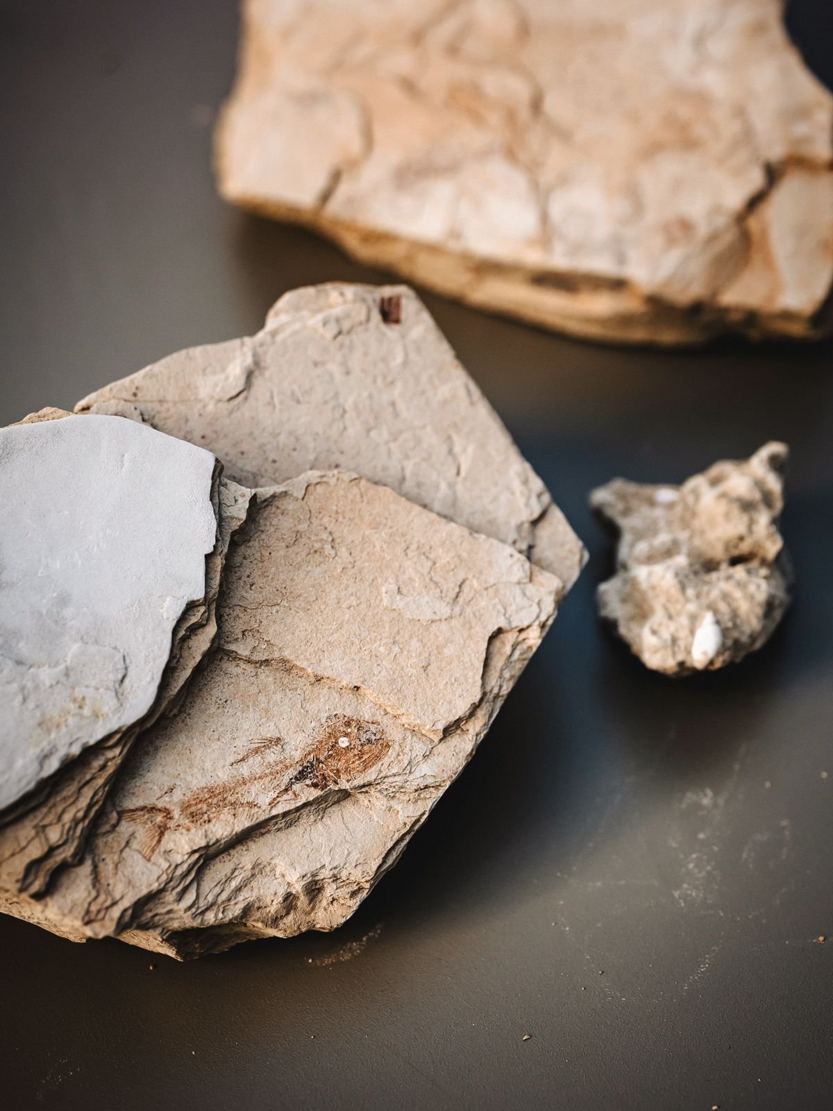 Visions Against the Wind: The Art of Remaining Free