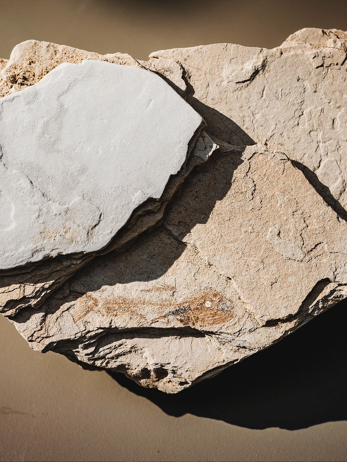 Roots of the sea, hills of light