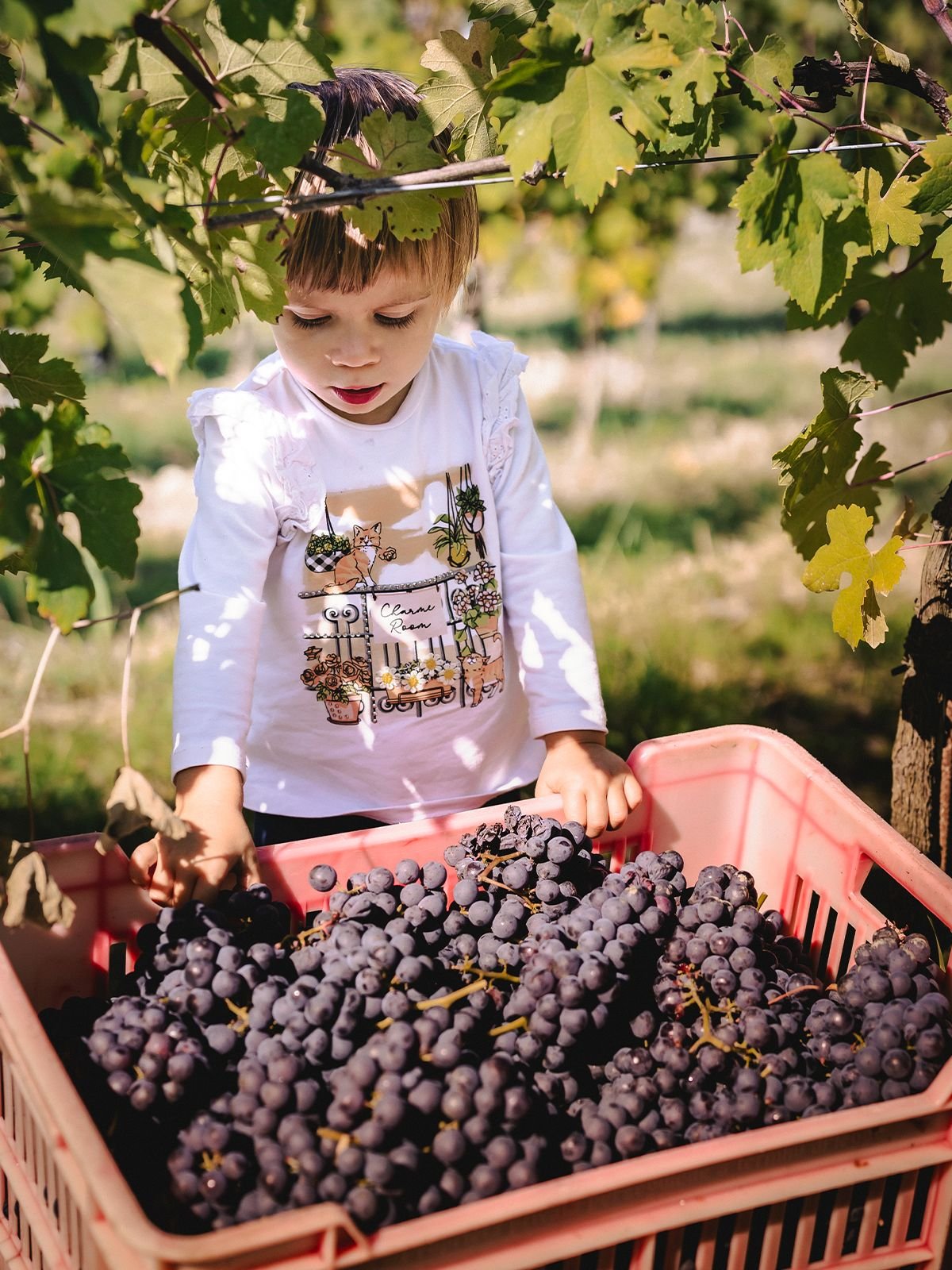 Grape Varieties of the Langhe