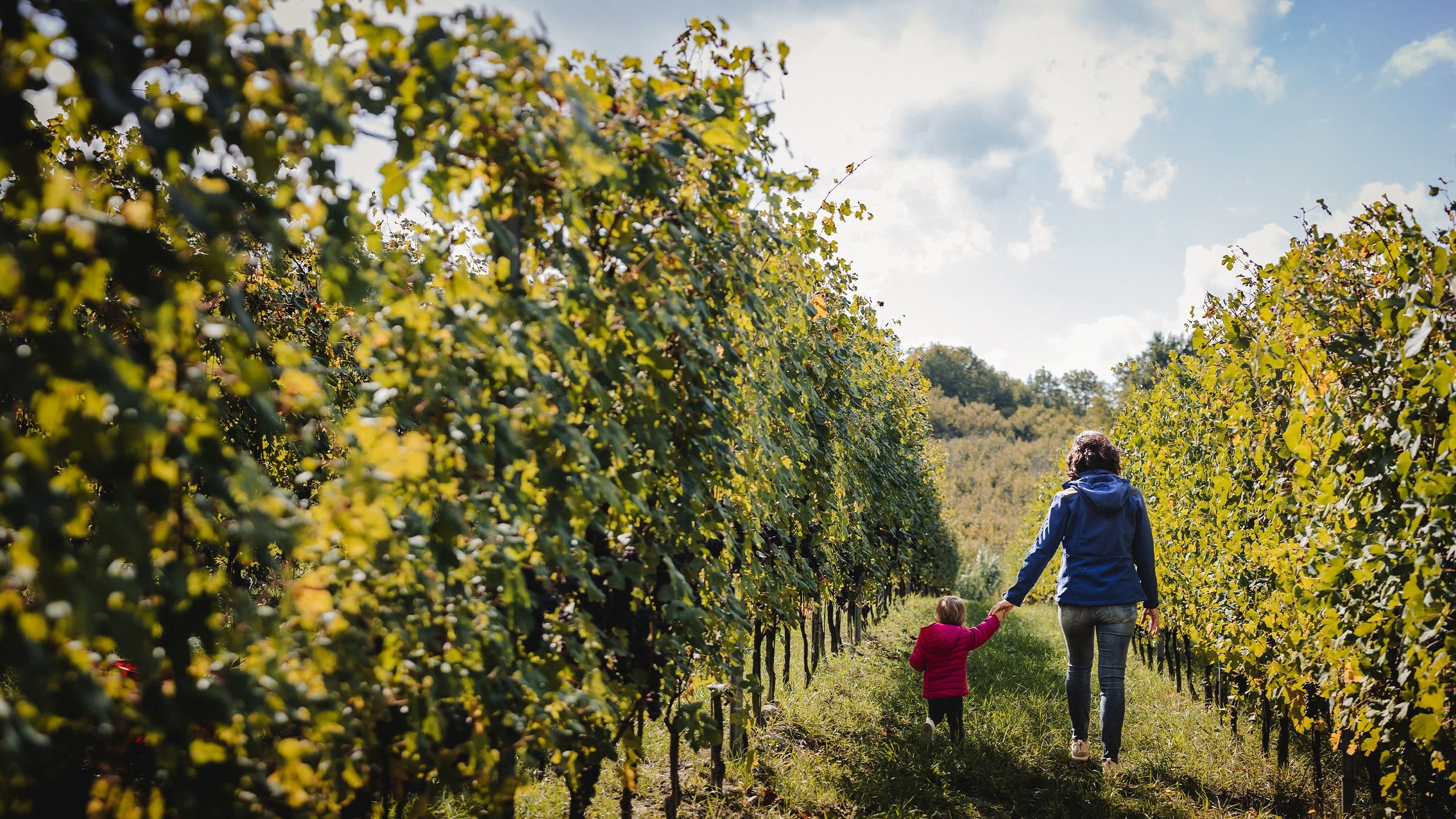 view : OM : Philosophy - Visual